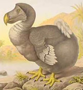 El Pájaro Dodo